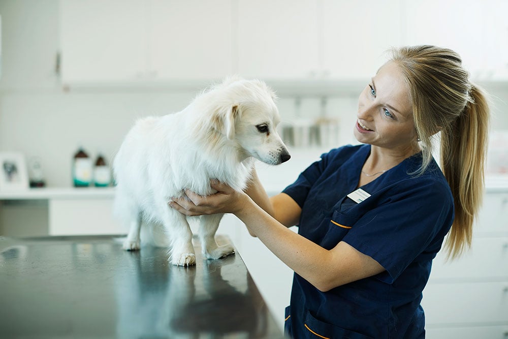 Evidensia Åssiden Dyreklinikk Veterinær, Drammen - 2