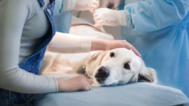 Smådyrpraksis Frode Andresen Veterinær, Surnadal - 2