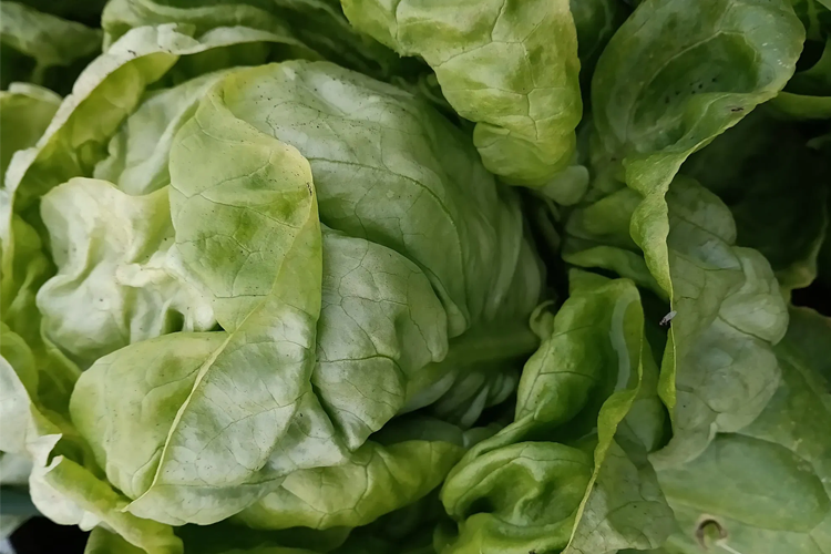 Lifjorden Markedshage Frukt, Bær, Grønnsak - Produksjon, Hyllestad - 2