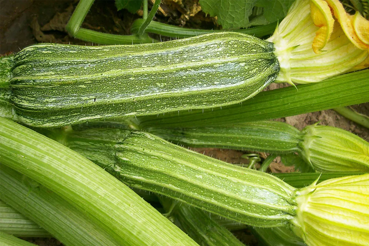 Lifjorden Markedshage Frukt, Bær, Grønnsak - Produksjon, Hyllestad - 5