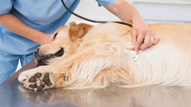 Dyrlegene i Skolestua Veterinær, Sigdal - 2